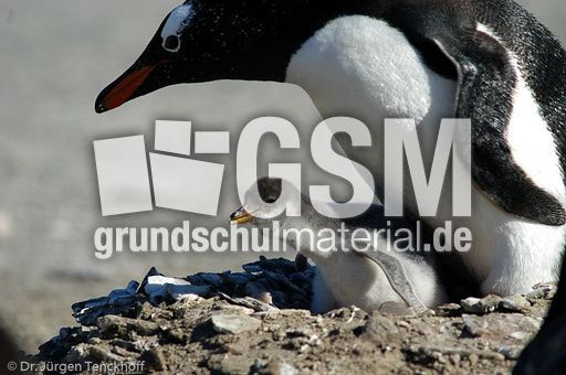 Eselspinguin (88 von 97).jpg